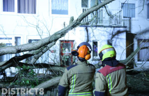 Grote boom waait om in voortuin van woning Wijhestraat Den Haag