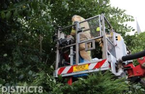 Kat in de boom laat zich moeilijk vangen Rijsenburgerweg Poeldijk