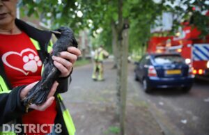 Kleine kauw vast in boom; brandweer schiet te hulp Michiel ten Hovestraat Delft