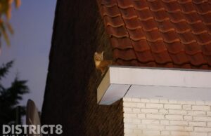 Kat en muis spel tussen de dierenambulance en een kat Haverschmidtstraat Den Haag