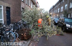Vrachtwagen rijdt boom omver Jacob Catsstraat Delft