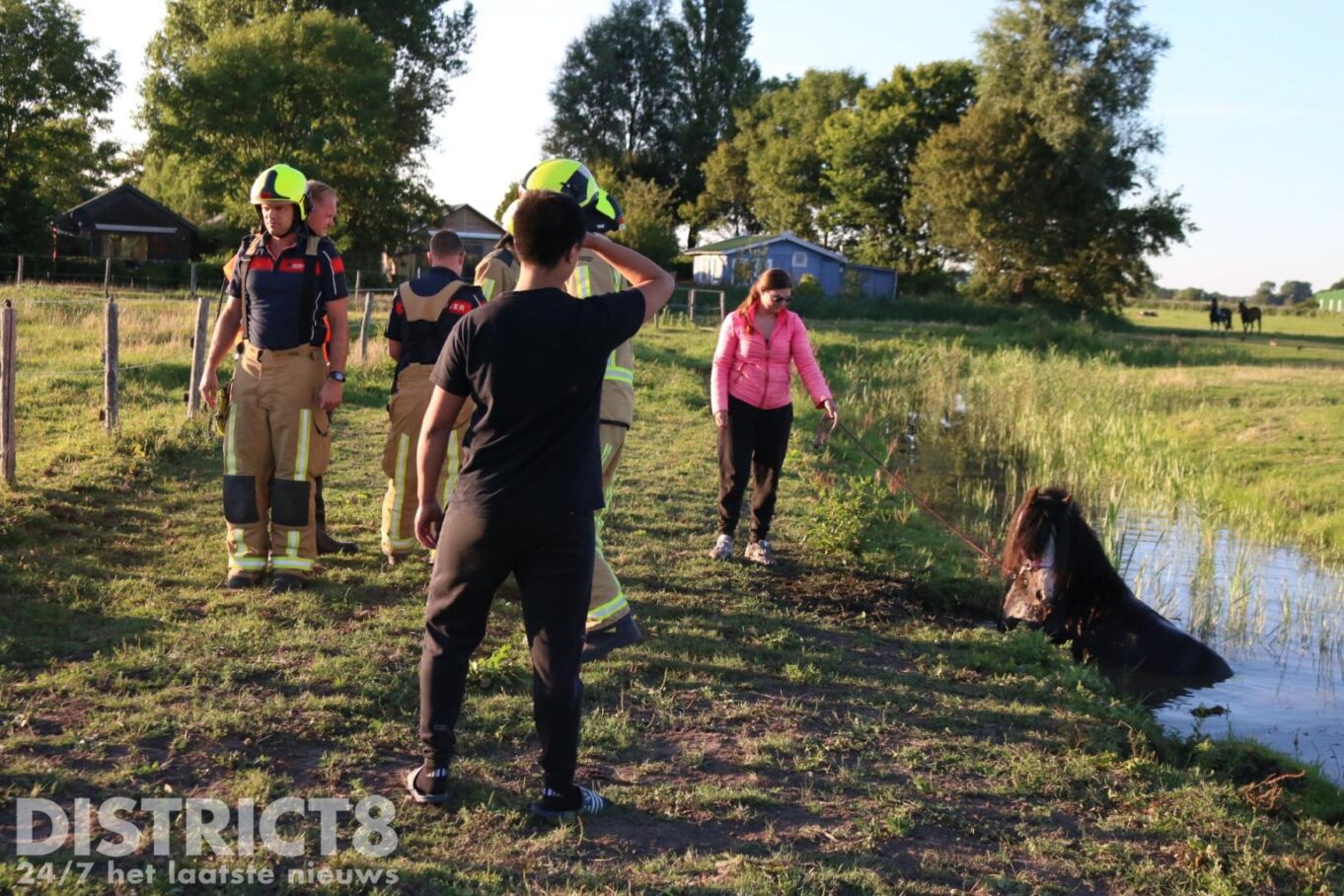 Brandweer En Omstanders Redden Paard Uit Sloot Ruigelaan Wassenaar ...