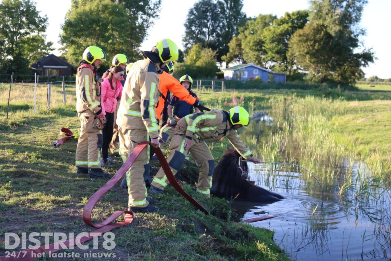 Brandweer En Omstanders Redden Paard Uit Sloot Ruigelaan Wassenaar ...