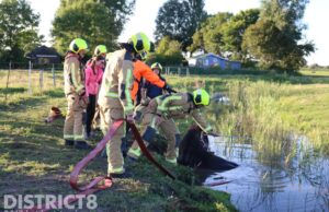 Brandweer en omstanders redden paard uit sloot Ruigelaan Wassenaar