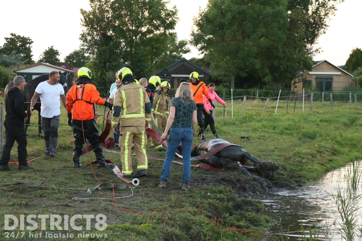 Brandweer En Omstanders Redden Paard Uit Sloot Ruigelaan Wassenaar ...