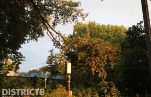 Tramverkeer gestremd door vallende takken op bovenleiding en rails Amerikaweg Zoetermeer