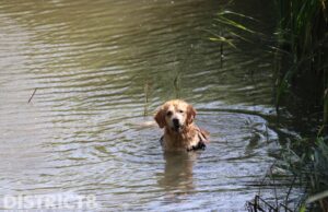 Brandweer rukt uit voor hond in het water Willem Alexanderplantsoen Zoetermeer