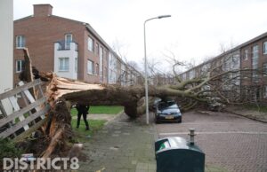 Gigantische boom valt om; meerdere geparkeerde auto’s flink beschadigd Sandenburgstraat Den Haag