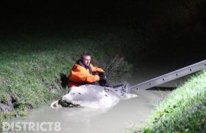 Koe overleden na te water raken in sloot langs Woudseweg Schipluiden