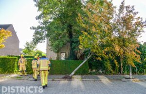 Boom dreigt op de weg te vallen Dijkgraaf Maasland