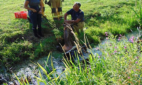 22 juli Paard schrikt en rent het water in Rijksstraatweg Delfgauw
