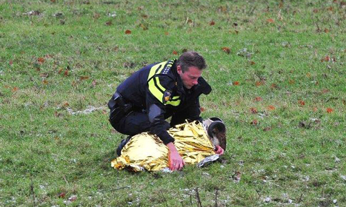 10 december Schaap onderkoeld na te water raken in sloot Juweellaan Zoetermeer
