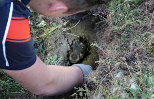 Hond Elsie verdwijnt in konijnenhol; brandweer komt in actie ‘s-Gravenzande