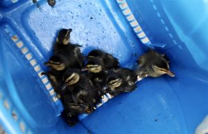 Negen jonge eendjes gered uit leeg bassin achter woning Oranjeveld Maasdijk