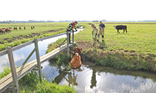 30 september Brandweer trekt onderkoelde koe uit sloot Woudseweg Den Hoorn
