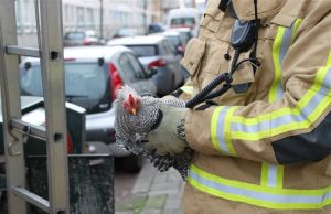 Kip gedumpt in ondergrondse container Paulus Potterstraat Den Haag