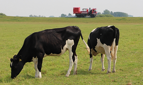 25 juli Koe zoekt verkoeling in het water