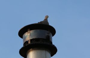 Vogelnestje zorgt voor schoorsteenbrand Zonneblok Wateringen