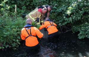 Brandweer bevrijdt jonge eendjes uit duiker Kanaalweg Delft