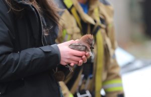 Brandweer haalt vastzittende vogel los uit boom Hugo de Grootstraat Delft