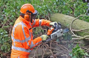 Grote boom splijt en valt op elektriciteitshuisje Hoflaan Delfgauw