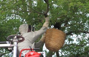 Brandweer helpt imker bij verwijderen van bijenkorf Delft