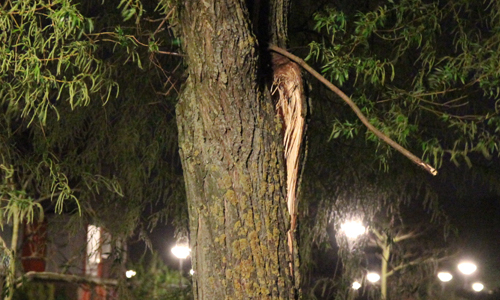 24 april Brandweer zaagt boom om na windvlaag Londensingel Den Haag