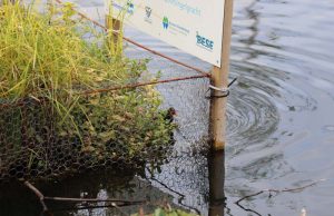 Pijltje komt vast te zitten achter gaas Spoorsingel Delft