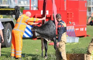 Koe neemt verfrissende duik Erasmusweg Den Haag