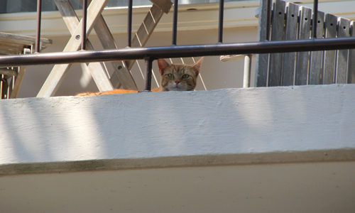 19 juli Brandweer haalt oververhitte kat van balkon Prinses Irenelaan Rijswijk