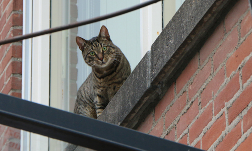 19 mei Heldhaftige man haalt kat veilig naar beneden Gasthuislaan Delft