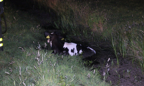 1 augustus Pokemonjagers vinden koe in sloot Zuidkade Schipluiden