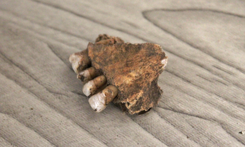 2 april Wandelaar treft menselijke kaak aan Molenslag Monster