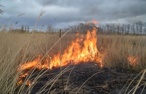 Brandweer rukt uit voor buitenbrand Foppenpolder Maasland
