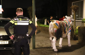 Koe in brand gestoken in voortuin Daal en Bergselaan Den Haag