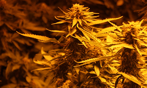 22 december Hennepkwekerij in bedrijfspand Faradayweg Delft