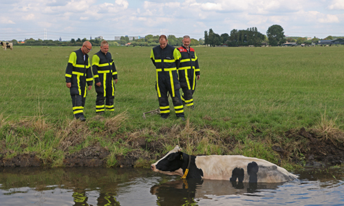 31 juli Brandweer haalt koe uit de sloot Dorppolderweg Schipluiden