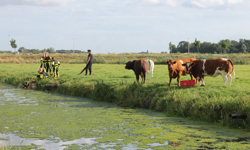 4 augustus Brandweer anderhalf uur bezig met koe in water Overgauwseweg Pijnacker (video update)