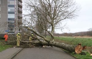 Flinke boom waait over de weg Willem Dreeslaan Delft