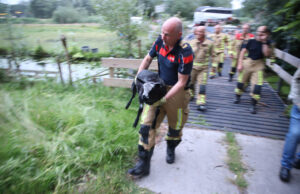 Schaap komt vast te zitten in sloot Thijsseweg Delft