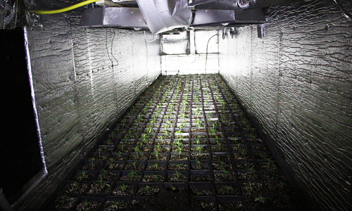 23 november Acht aanhoudingen bij aantreffen hennepkwekerij in bedrijfspand Den Haag