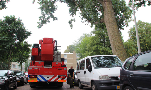 16 september Brandweer haalt kitten van grote hoogte Zonneoord Den Haag