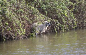 Ontsnapt schaap komt vast te zitten in het water Vrijenbanselaan Delft