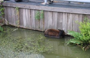 Brandweer rukt uit voor een schaap te water Middel Broekweg N466 Honselersdijk