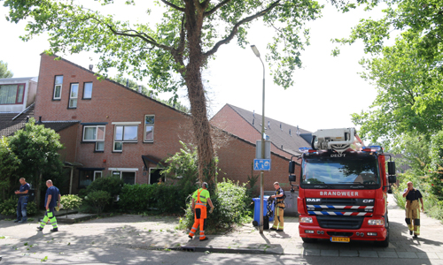 3 augustus Brandweer verwijder samen met gemeente grote tak Roodborstlaan Delft