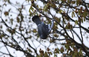 Brandweer bevrijdt vastzittende duif Papsouwselaan Delft