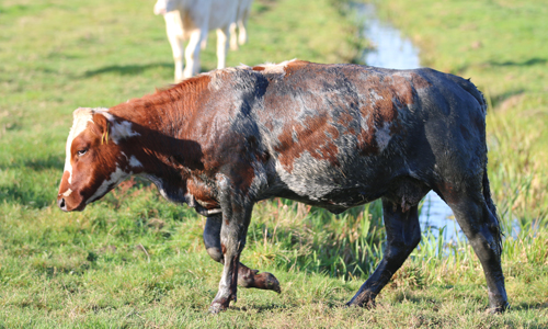 28 september Koe uit het water gered door brandweer Jan van Schijndelpad Schiedam