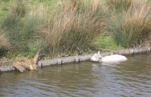Schaap neemt verkoelende duik op 1e paasdag Vrij-Harnasch Den Hoorn