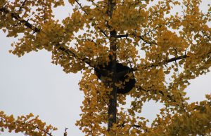 Brandweer rukt uit voor kat in de boom Raamstraat Delft