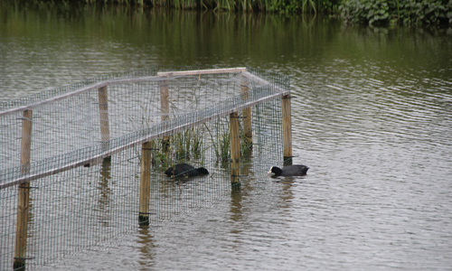 3 mei Brandweer redt vogels uit problemen Rettichlaan ‘s-Gravenzande
